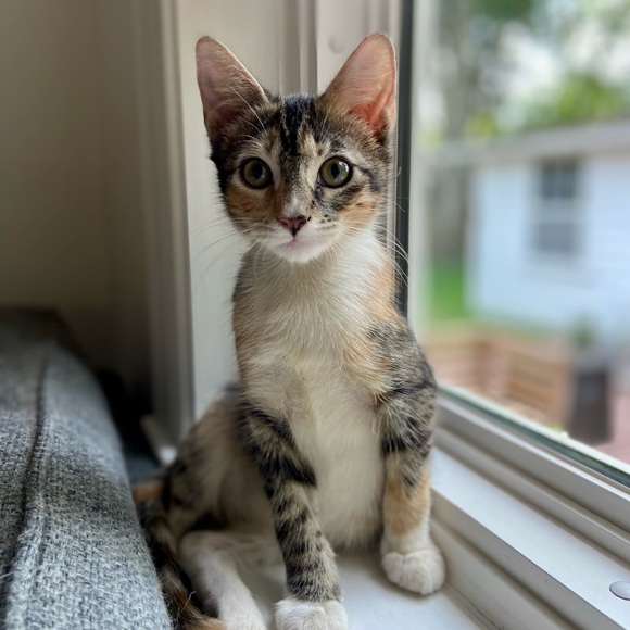 Meet your Posher, Samantha - Picture 3 of 5